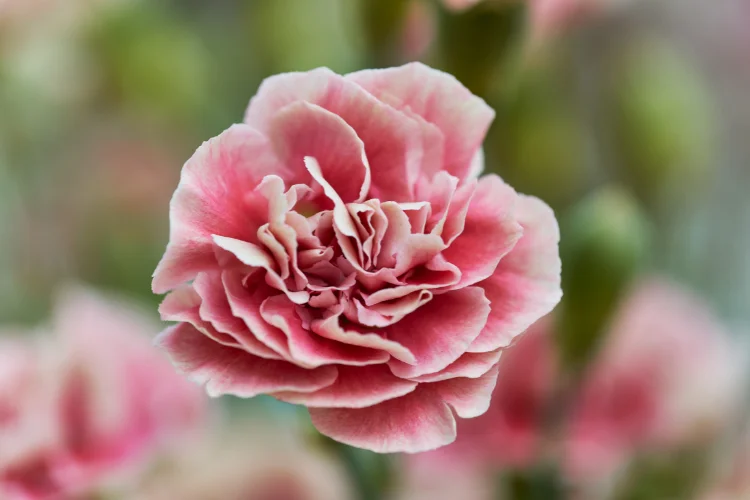 Close-up of a ruffled pink carnation in bloom, January's primary birth flower