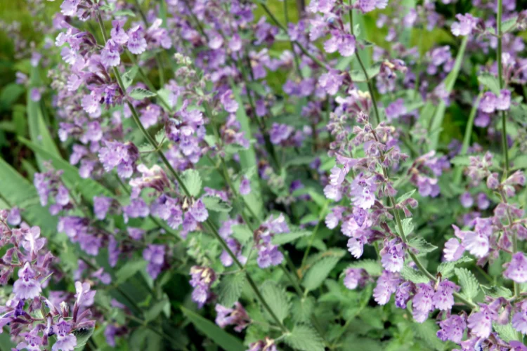Nepeta catmint plant covered in small blue-purple flowers along silvery green stems