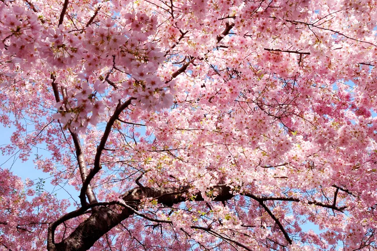 Pink cherry blossom branches in full bloom against a clear blue sky