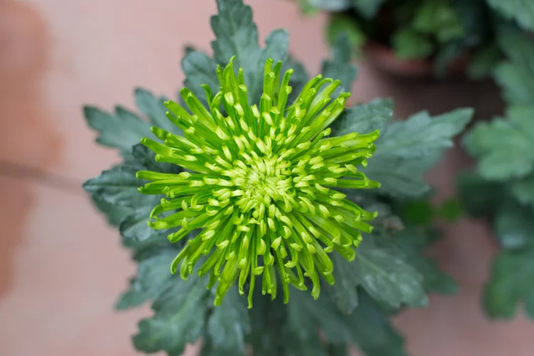 Spider green chrysanthemum flower close-up, a popular green flower for long-lasting cut arrangements
