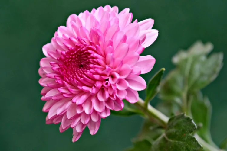 Pink chrysanthemum bloom with layered petals, the primary November birth flower symbolizing joy