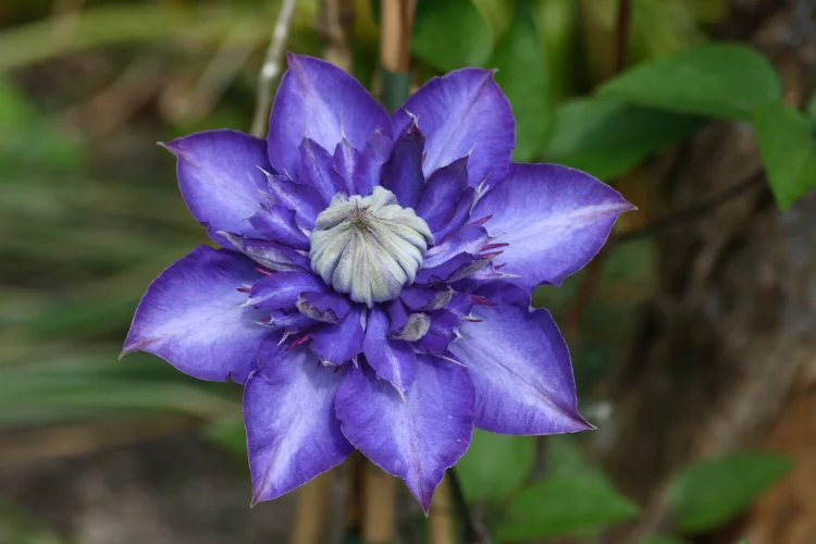 Single deep purple clematis flower in full bloom with pale center petals