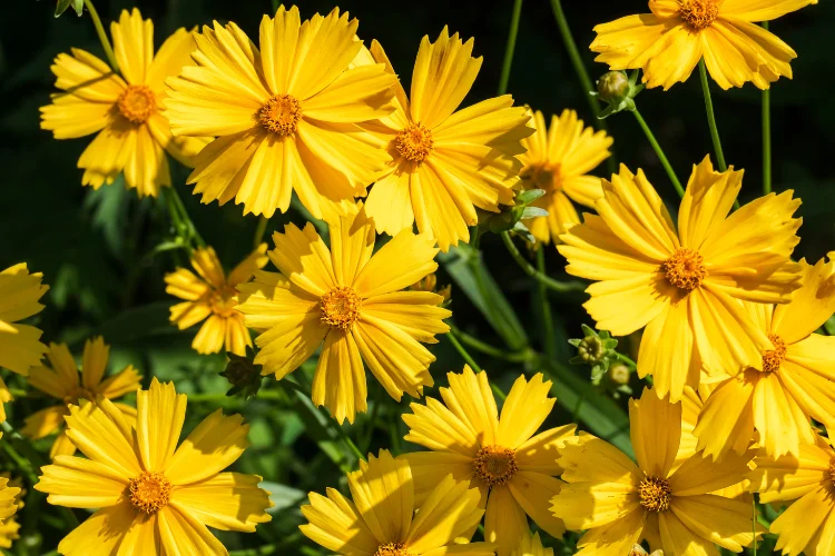Bright yellow coreopsis flowers blooming in clusters, a cheerful drought-tolerant yellow flowering plant for gardens.