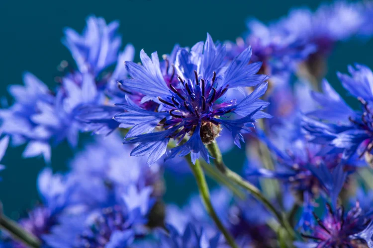 Vivid true blue cornflowers in full bloom against a deep teal background outdoors.