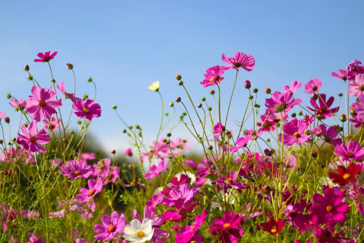 Pink and white cosmos flowers swaying on tall stems under a bright blue sky