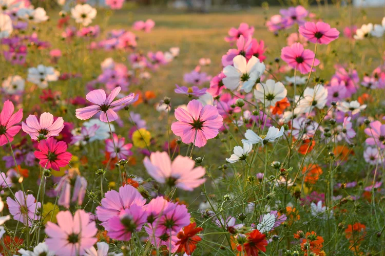 Pink, white, and purple Cosmos flowers blooming in a field, October's secondary birth flower.