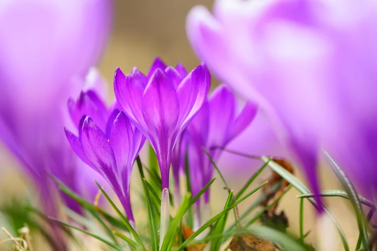 urple crocus flowers blooming in early spring, one of the first winter flowers to appear.