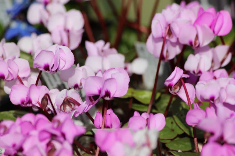 Pink hardy cyclamen flowers with swept back petals blooming above green marbled leaves.