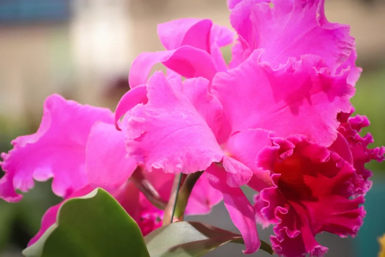 Hot pink ruffled orchid petals shown in close-up detail under natural sunlight