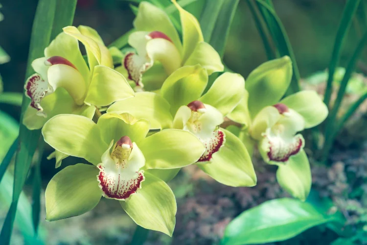 Green cymbidium orchid cluster with red-spotted throats, an exotic indoor green flowering plant