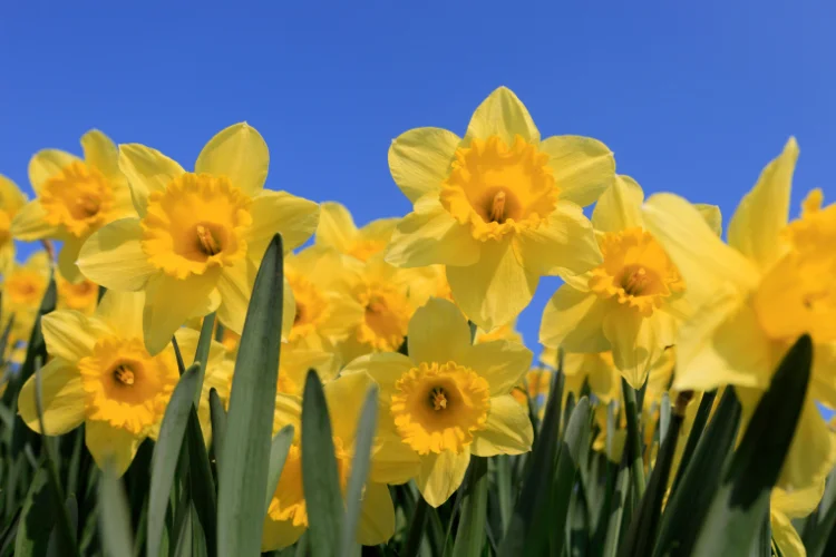 Golden yellow daffodils in full bloom against a clear blue sky, the classic yellow spring flower.