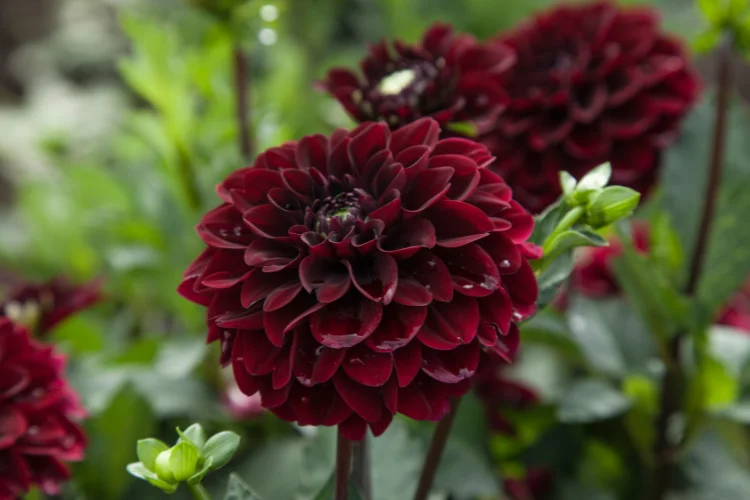 Deep burgundy dahlia flowers with dewdrops on their petals in a summer garden