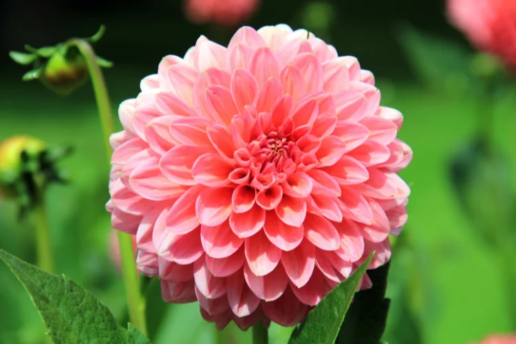 Pink dahlia flower with layered petals blooming among green leaves in sunlight