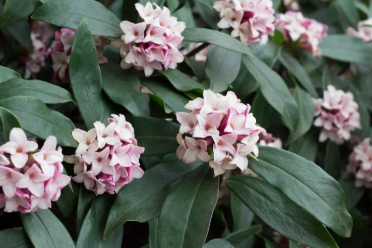 Fragrant pink and white daphne flower clusters blooming on a dense evergreen shrub.