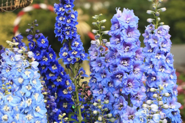 Tall delphinium flower spikes in shades of deep blue and lavender rising in a summer garden.