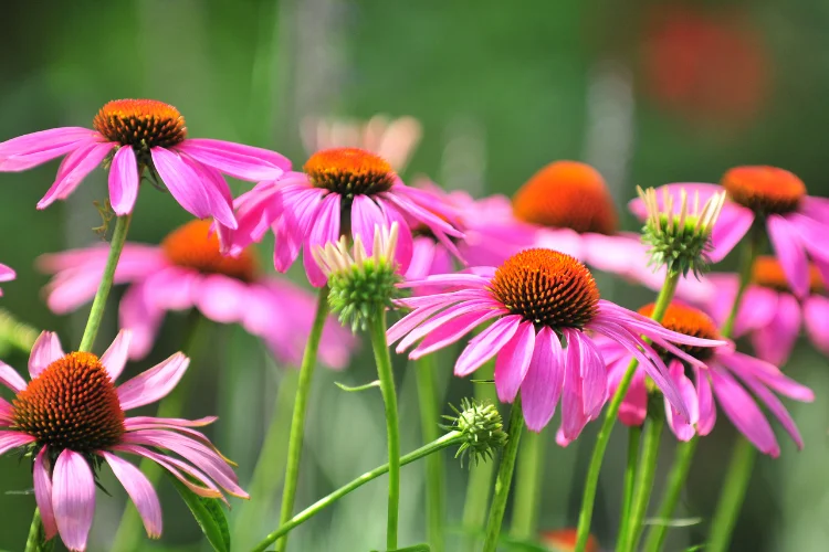Pink echinacea coneflowers with orange centres blooming in a summer garden border