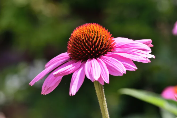 Pink coneflower with an orange spiky center blooming against a blurred green background