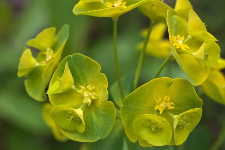 Chartreuse euphorbia flowers with yellow-green bracts, a striking architectural green flower for spring gardens