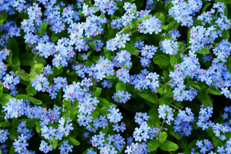 Dense cluster of tiny pale blue forget-me-not flowers with yellow centers covering green foliage.