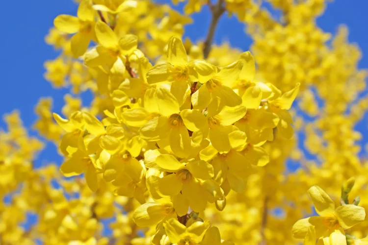 Forsythia branches covered in small bright yellow flowers, one of the first yellow flowers of spring.