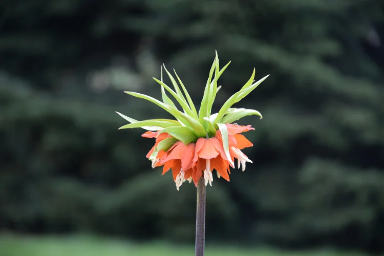 Orange fritillaria flower with nodding chequered bells and spiky green foliage on top