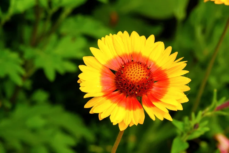 Gaillardia blanket flower with yellow petals and a fiery red-orange center, a long-blooming yellow wildflower.