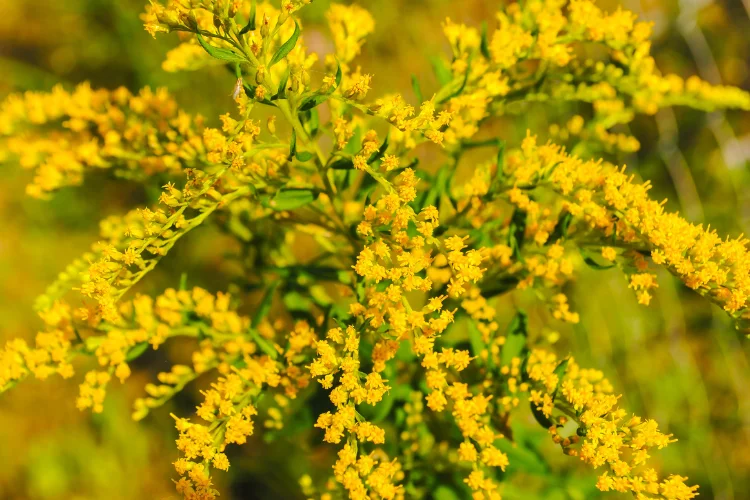 Golden yellow goldenrod fall flowers blooming densely in a bright sunny autumn meadow.