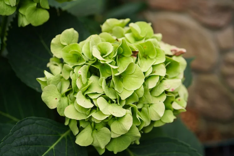 Green hydrangea flower head in pale lime tones, a popular green flower for dried arrangements