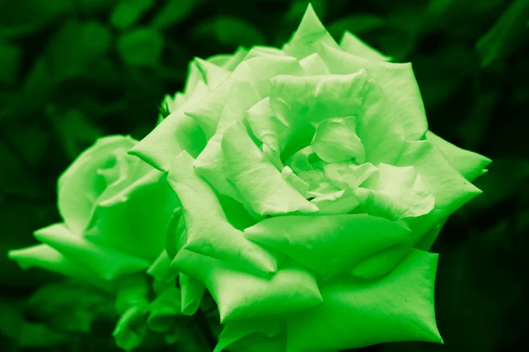 Chartreuse green rose bloom, an unusual romantic green flower prized by florists worldwide