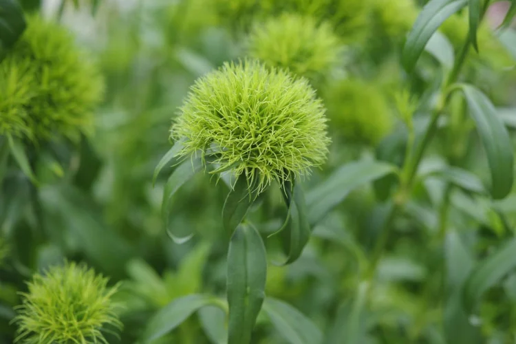 Green Trick Dianthus with fluffy ball-shaped blooms, an unusual green flower for modern bouquets
