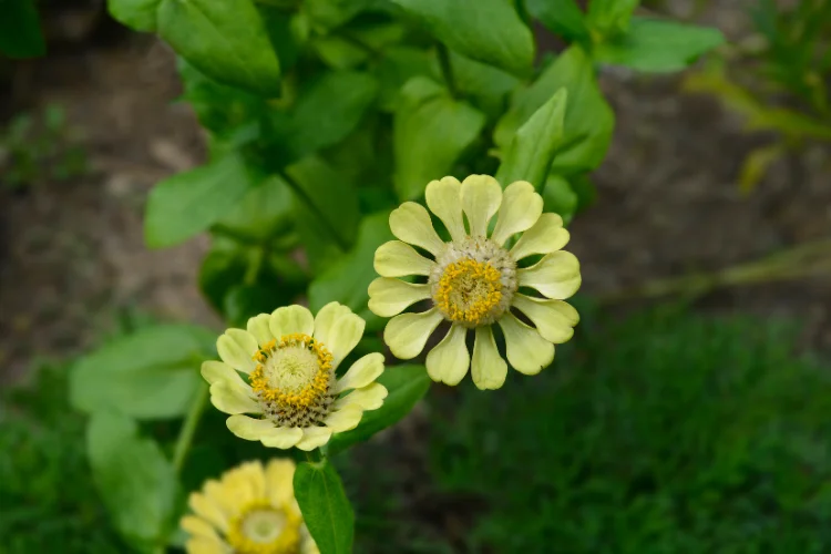 Lime green Envy zinnia flowers blooming in a cutting garden, an easy-to-grow green flowering plant