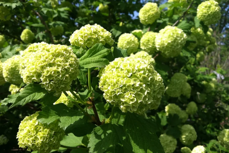 Guelder rose viburnum with lime green snowball clusters, a stunning seasonal green flowering shrub