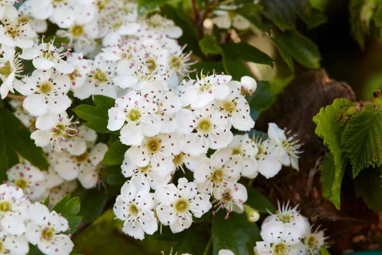 Clusters of white Hawthorn blossoms in bloom, the secondary May birth flower for late spring.