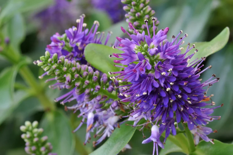 Purple hebe flower spikes with pink stamens blooming on an evergreen shrub