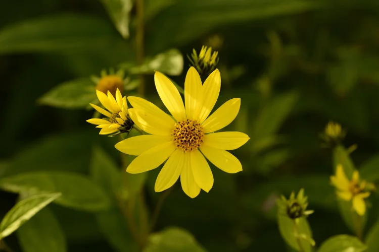 Yellow helenium sneezeweed flower with a golden daisy shape, a late-season yellow flower for pollinators.