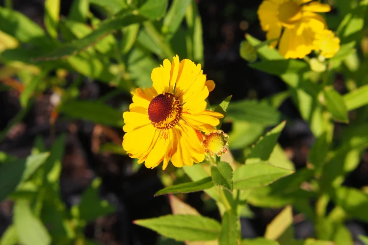 Yellow helenium fall flower with a dark red center blooming among green foliage.