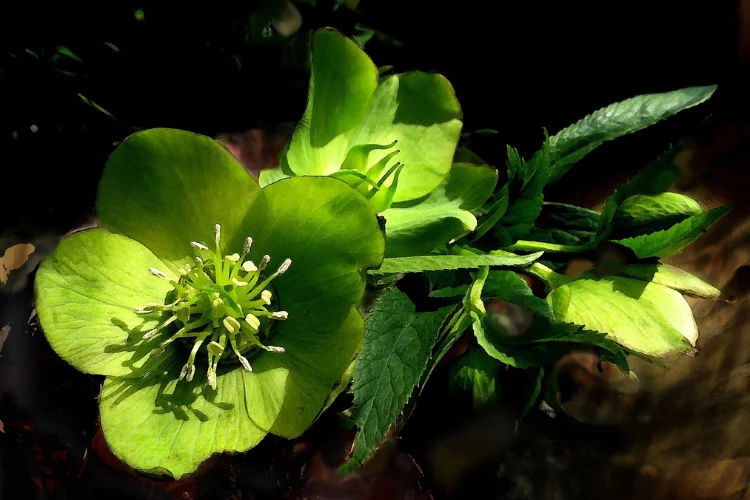 Green hellebore flower blooming in sunlight, a nodding winter-blooming green flower for shade gardens