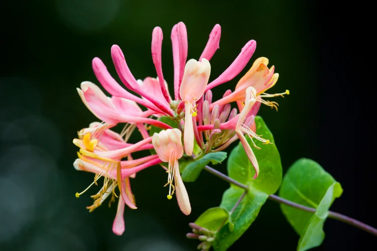 Pink and yellow honeysuckle blossoms climbing a vine, June's secondary birth flower
