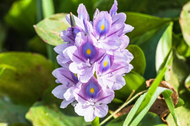 Fragrant purple hyacinth flower spike blooming among green leaves in spring sunlight