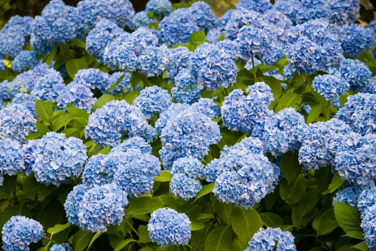 Blue mophead hydrangea flowers in full summer bloom surrounded by green leaves
