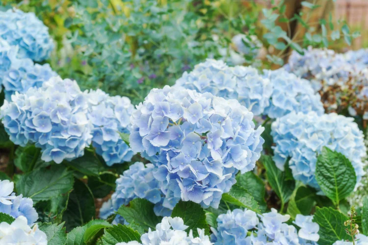 Soft blue hydrangea mophead blooms clustered together among glossy green garden leaves.