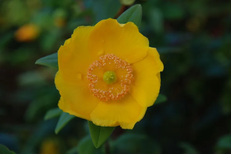 Close-up of a bright golden yellow hypericum flower, also known as St John's Wort, in bloom.