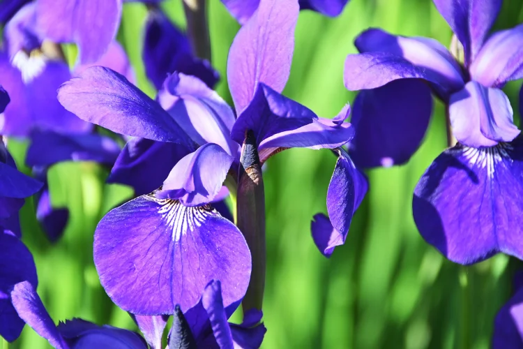 Vivid purple bearded iris flowers blooming against bright green garden foliage
