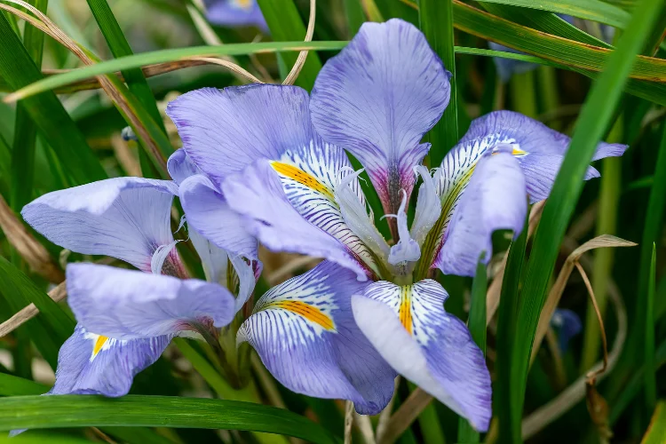 Pale purple winter iris flower with delicate veined petals growing among green grassy leaves.