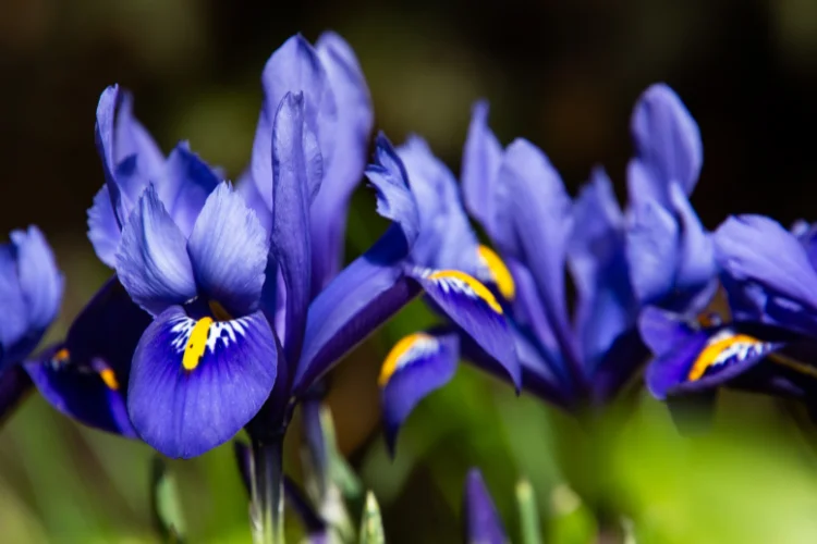 Deep violet-blue iris flowers with bright yellow markings blooming in bright natural sunlight.