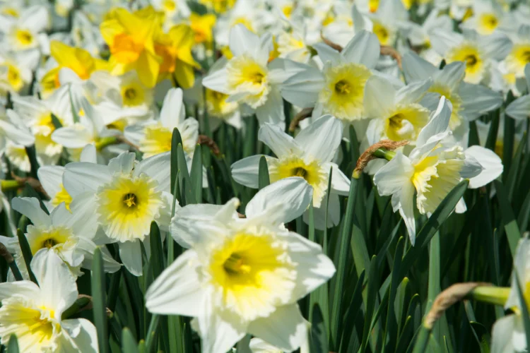 Cluster of white and yellow jonquil flowers blooming outdoors, March's fragrant secondary birth flower