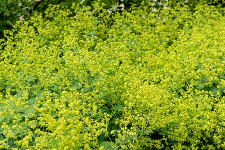 Lady's Mantle field with frothy lime green flowers, a delicate green flowering plant for borders