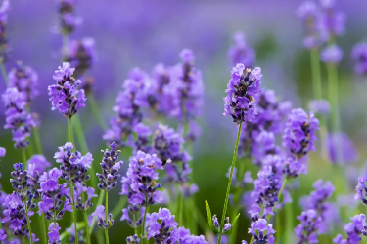 Purple lavender flowers glowing in soft summer light across a fragrant garden