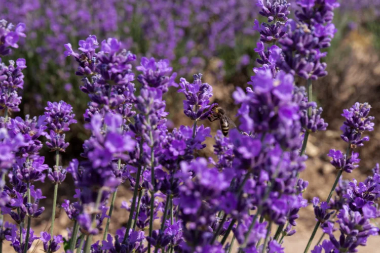 Purple lavender flower field with a bee gathering pollen on a stem