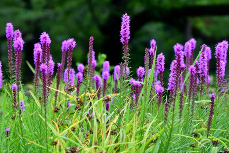 Purple liatris blazing star flower spikes rising through a green summer meadow